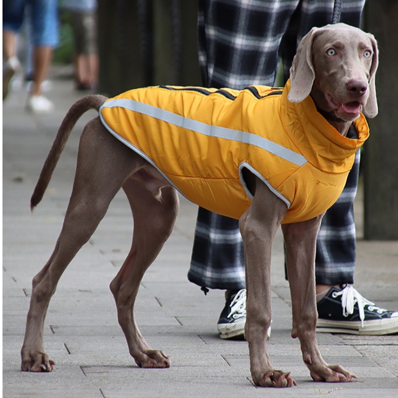 Niedrige MOQ-Kosten kostengünstige klassische Version Hund Regenjacke Hundekleidung